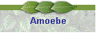 Amoebe
